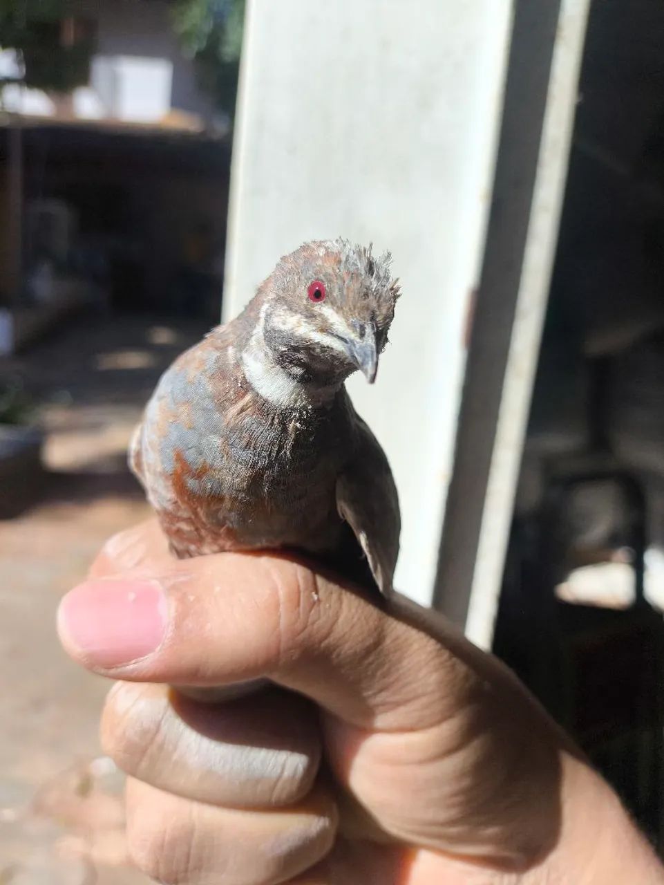 Ovos de codorna galados (fértil) - Foto 4