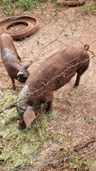 Porcas Basset e Comum