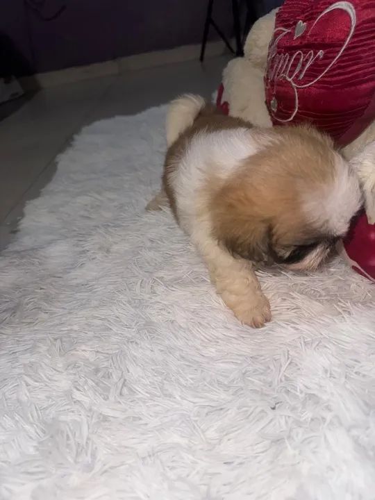 Shih Tzu filhote - Foto 2