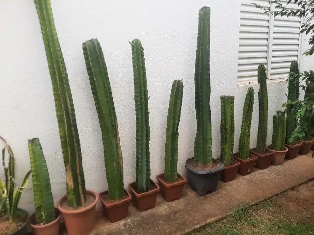 Vendo Cactus  - Foto 3