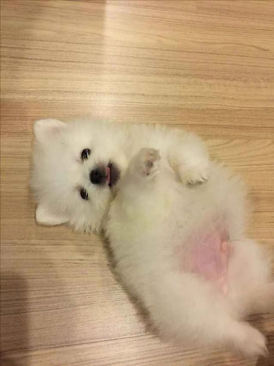 Filhote Spitz Alemão, O filhotinho perfeito para você está aqui!