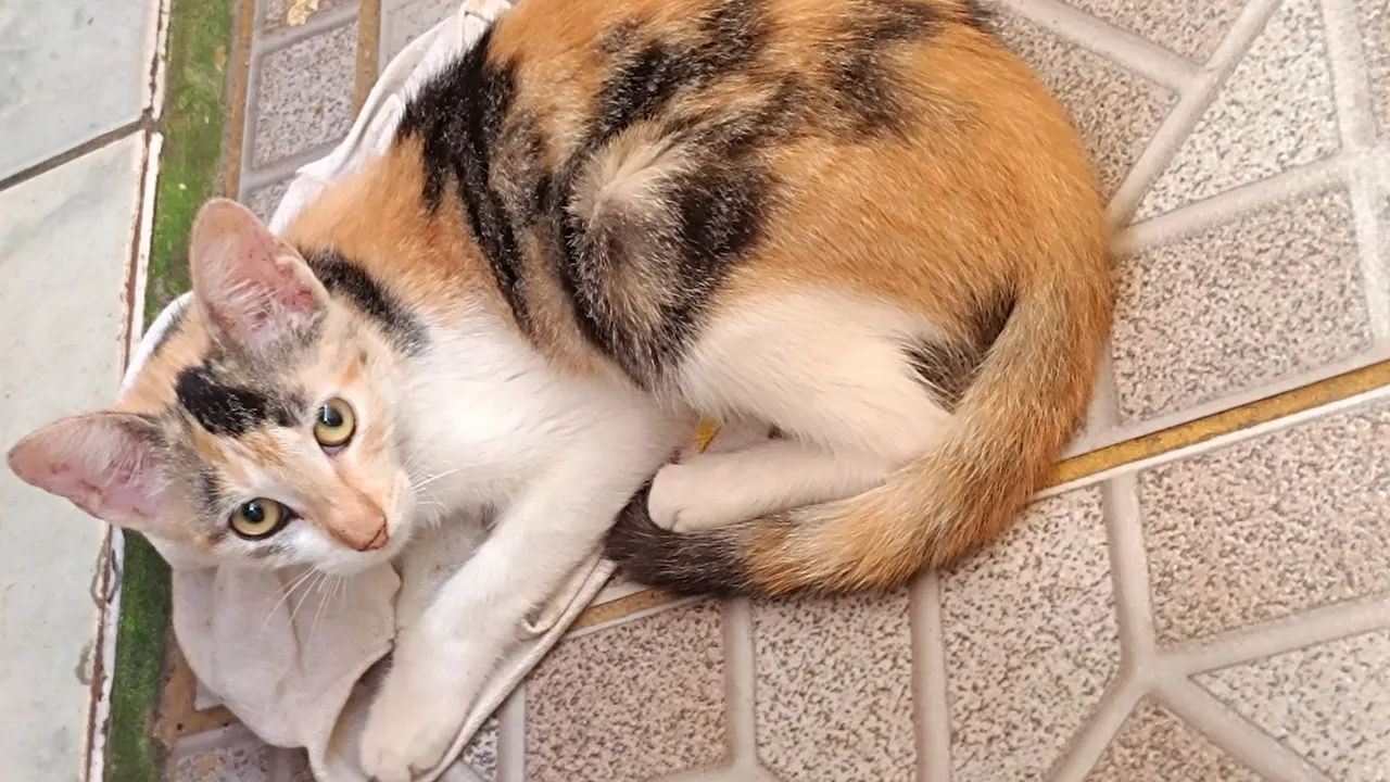 Gatinha tricolor  - Foto 5