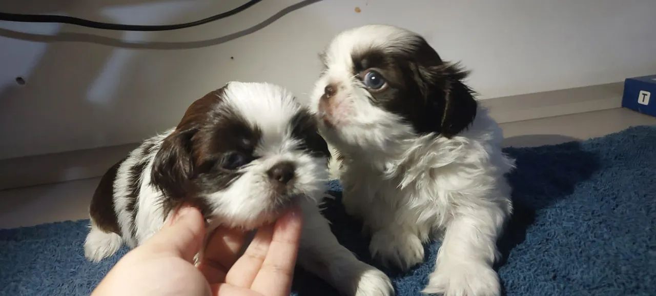 Shih Tzu filhote - Foto 4