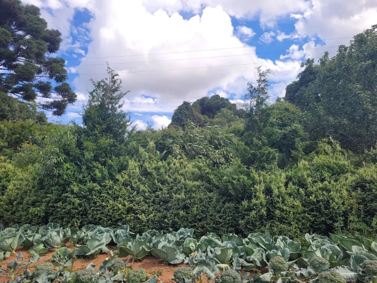 Sipreste prateado  - Foto 3