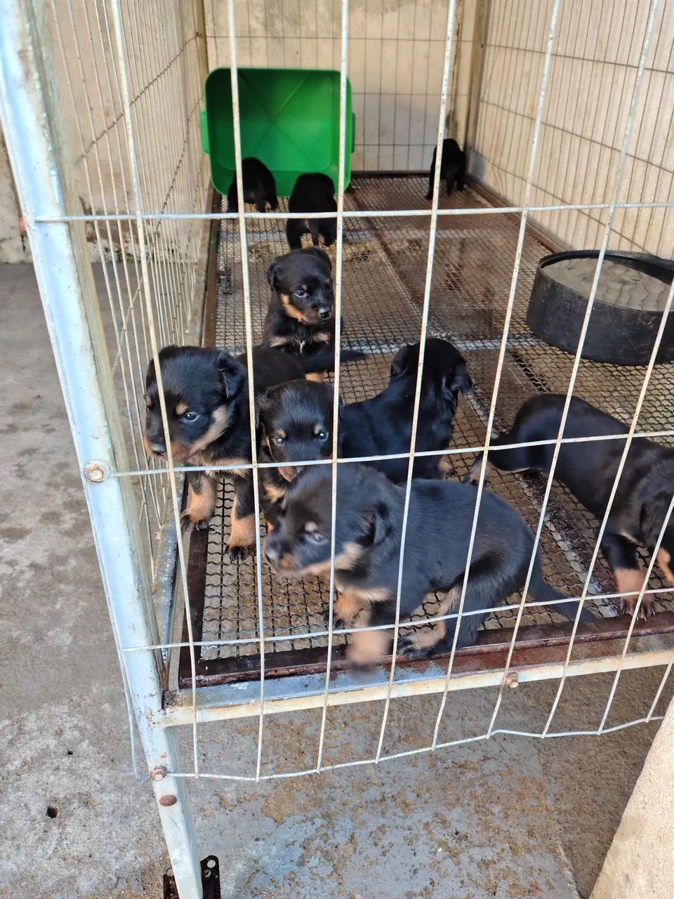 Filhotes de rottweiler  - Foto 2