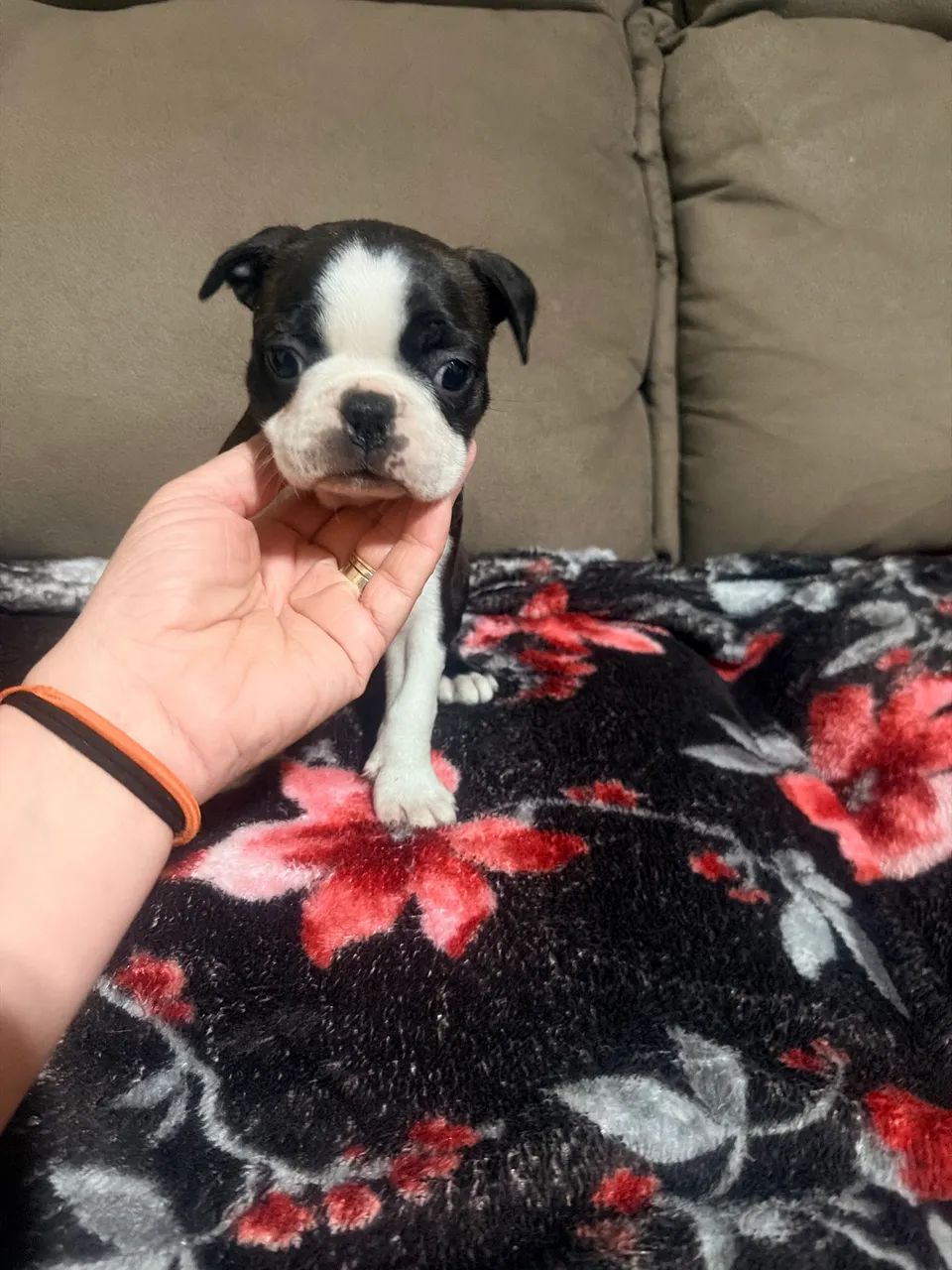 Boston Terrier 