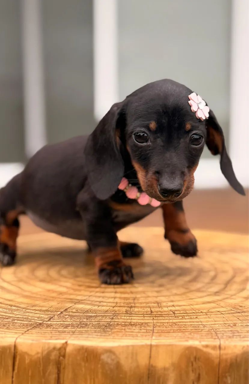 Dachshund Linguicinha - Foto 3