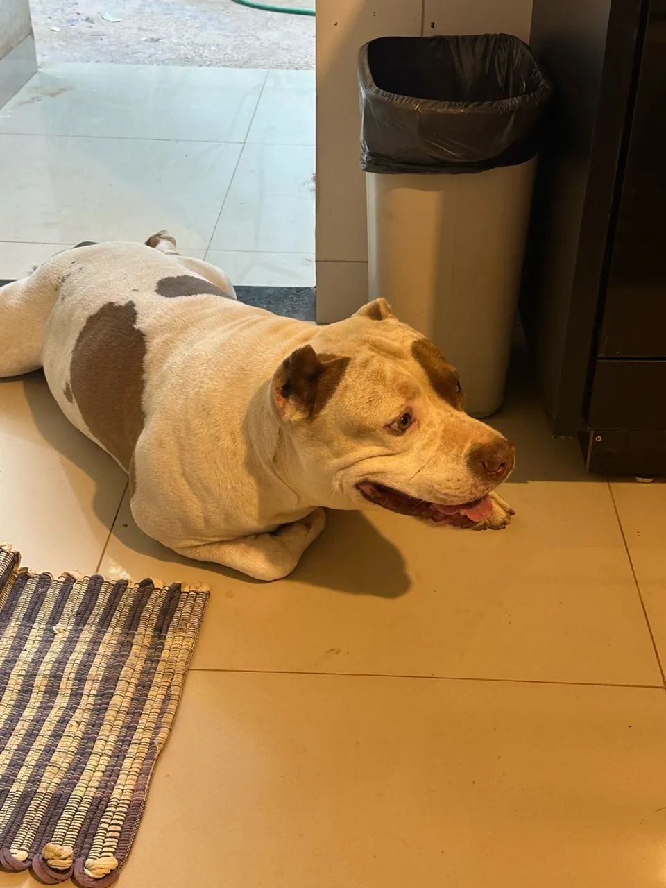 Pitbull para doação  - Foto 3