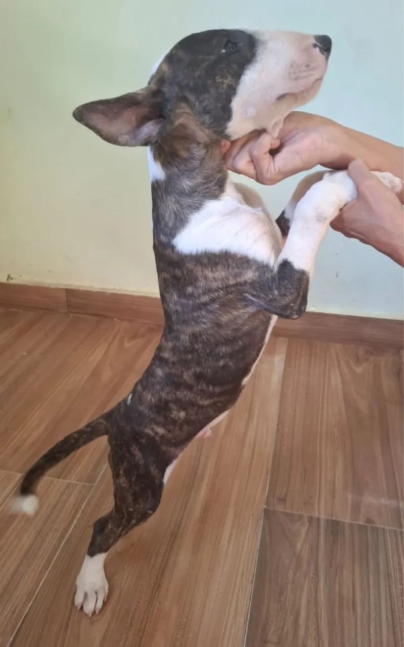 Bull Terrier filhotes disponíveis  - Foto 5