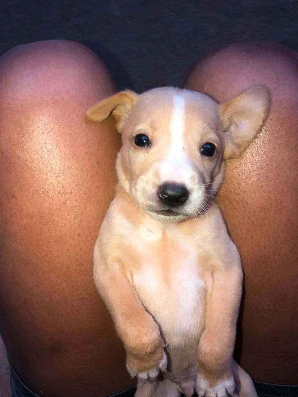 Doação  de  lindos cachorrinhos  - Foto 3
