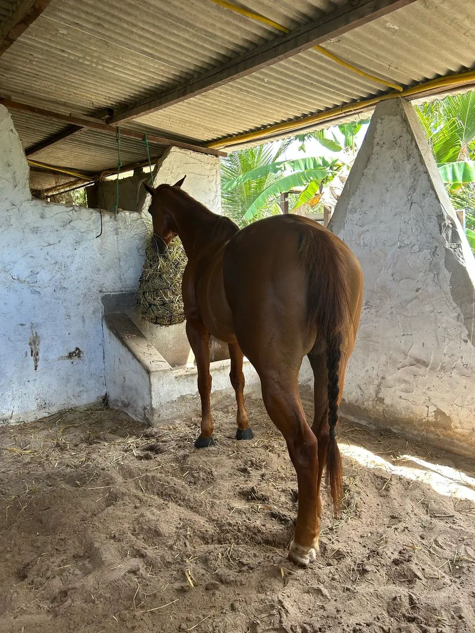Égua de vaquejada - Foto 5
