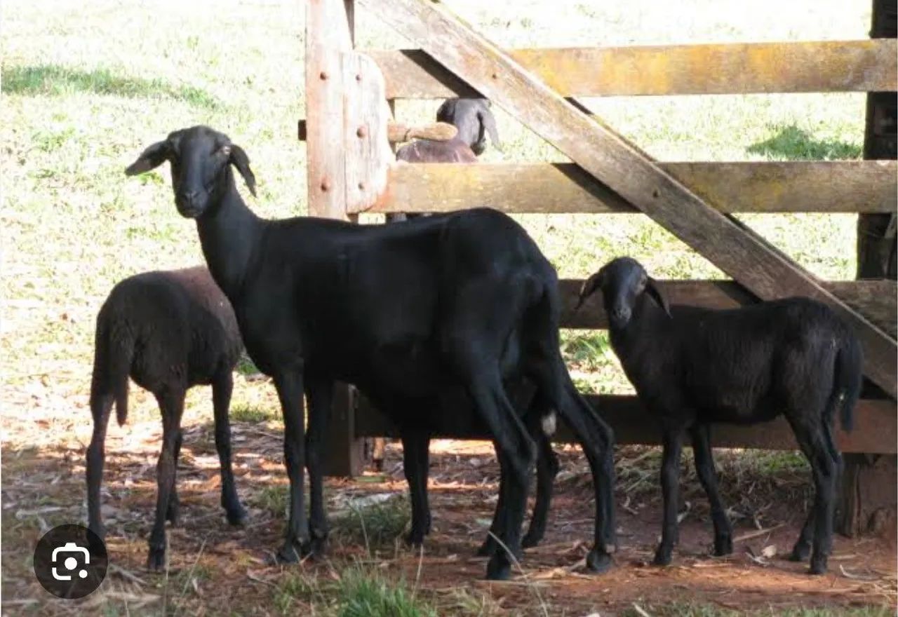Carneiros a venda no peso - Foto 3