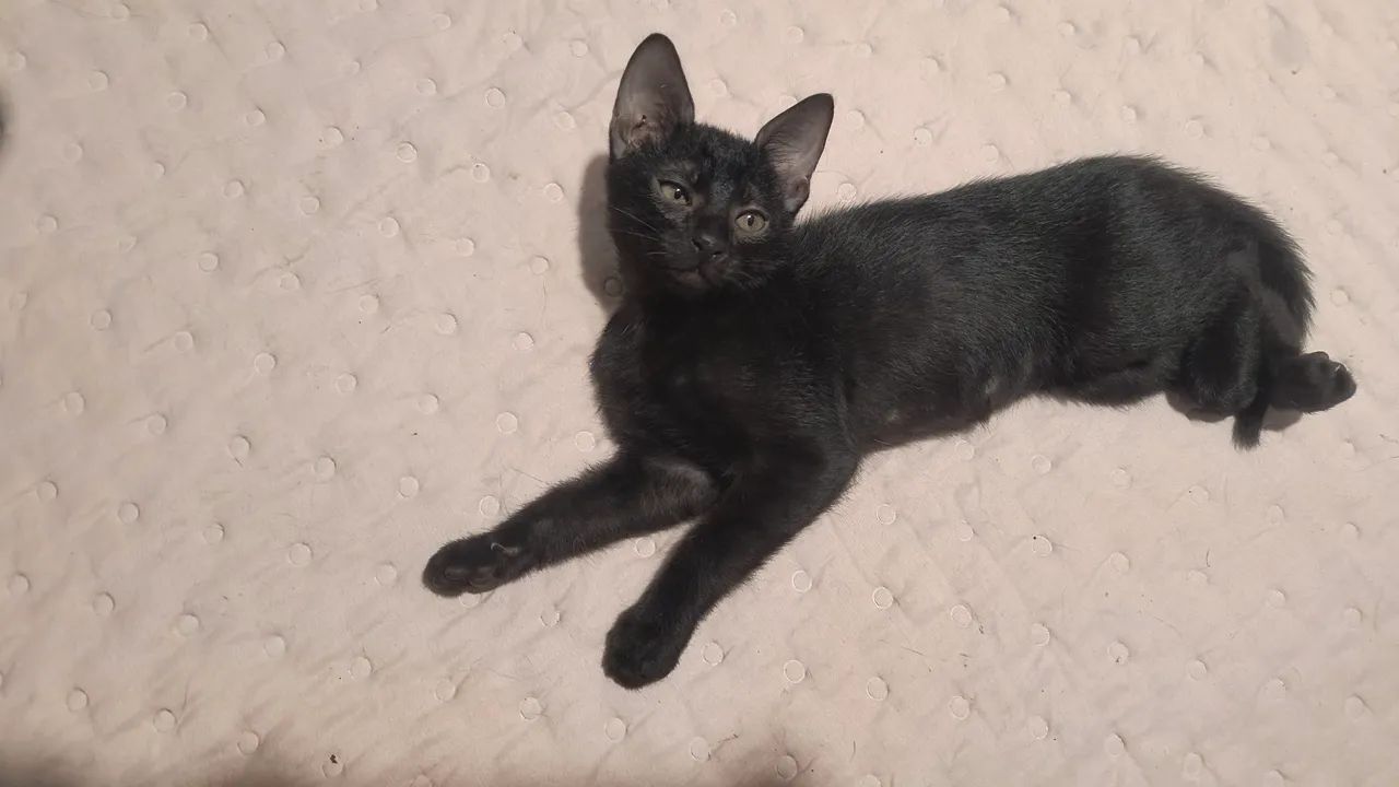 Doação responsável, gatinhas com 2 meses  - Foto 2