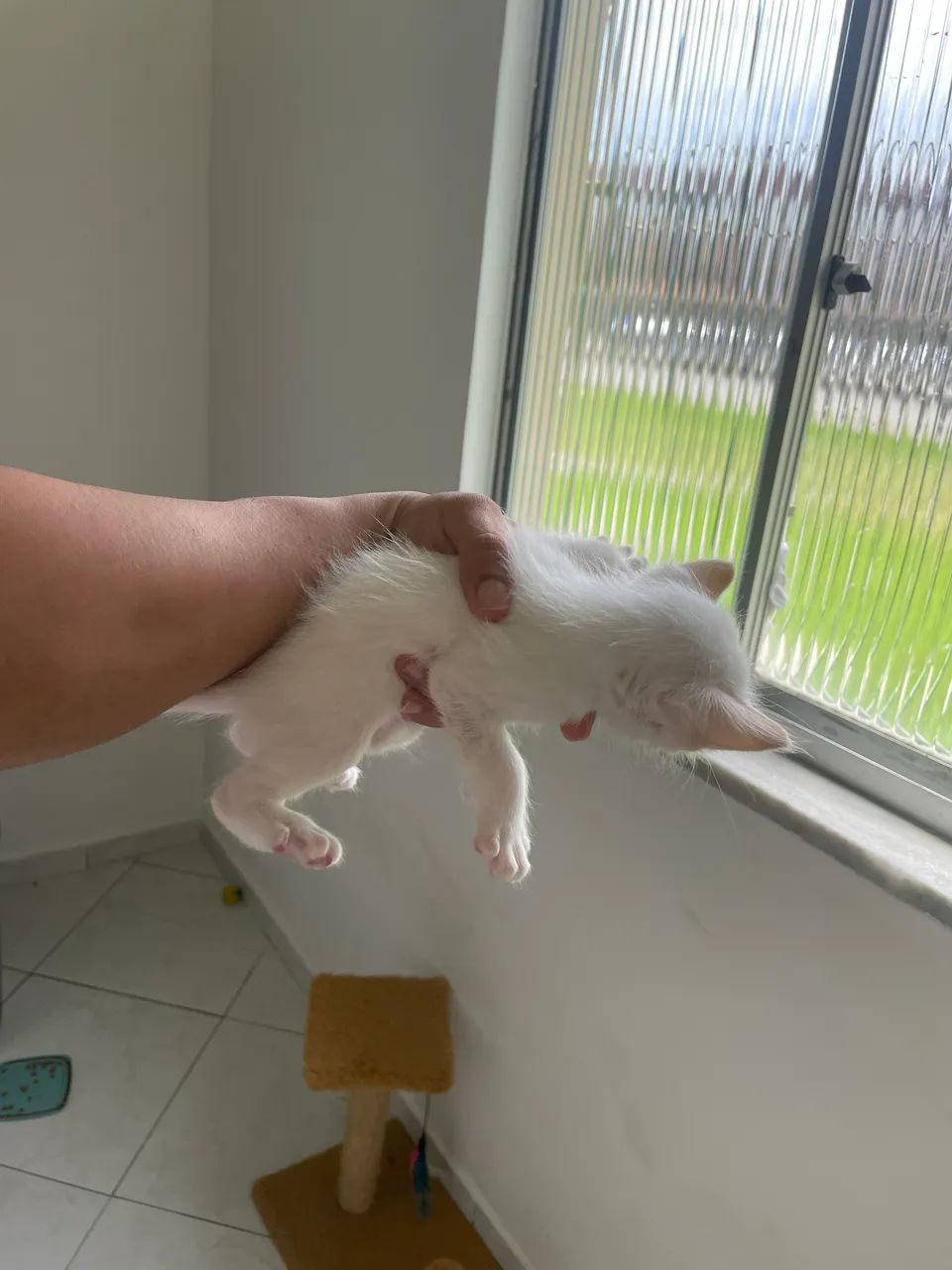 Gatos para doação  - Foto 4