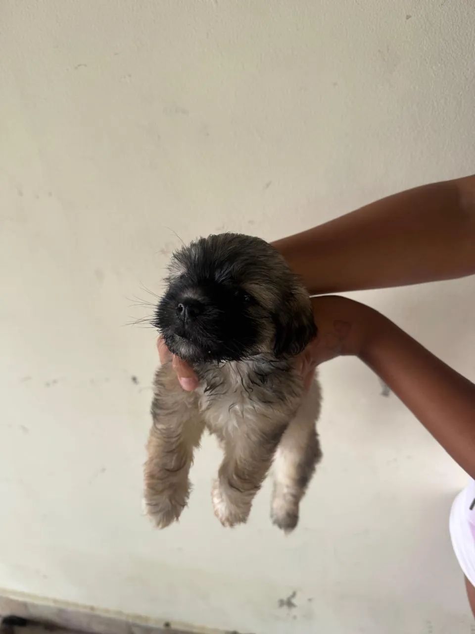 Cachorro Shih Tzu