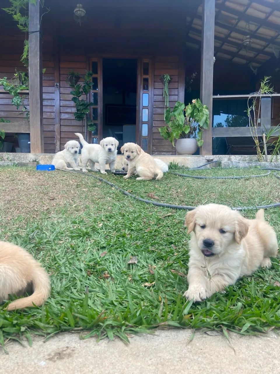 Golden retriever  - Foto 3