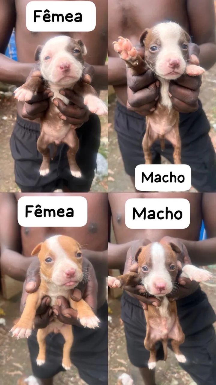 Pitbull macho 300,00 fêmea 400,00 - Foto 2