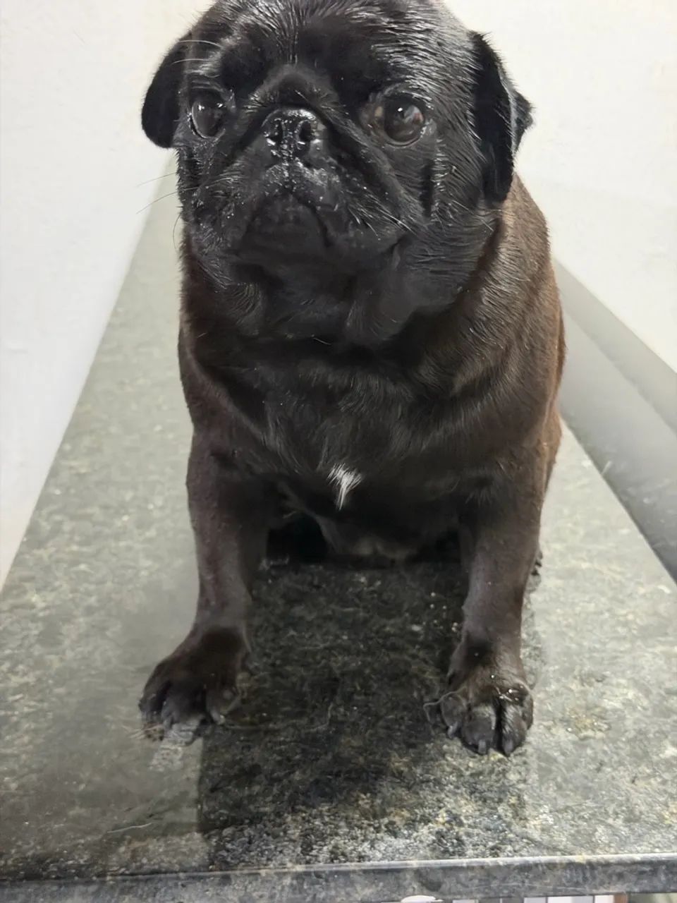Cachorro  - Foto 3