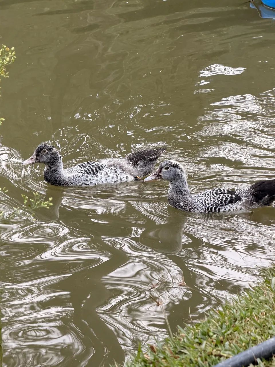 Patos Fêmea e Macho  - Foto 4