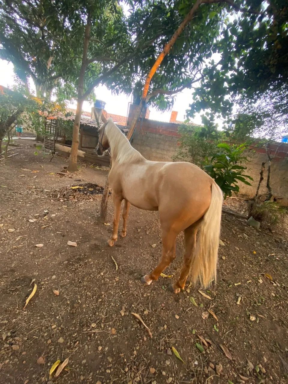Égua  - Foto 4