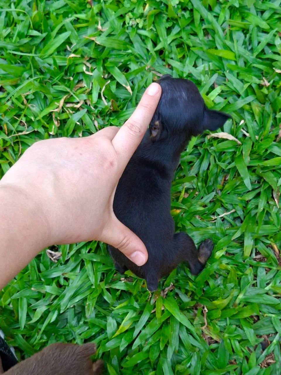 PINSCHER ZERO - Foto 2