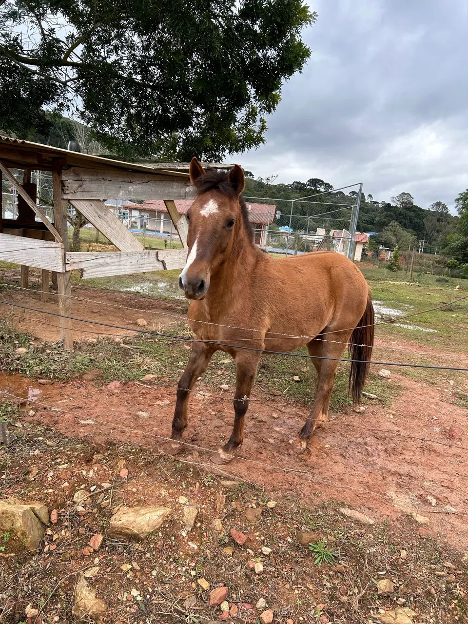 Vendo égua crioula - Foto 5