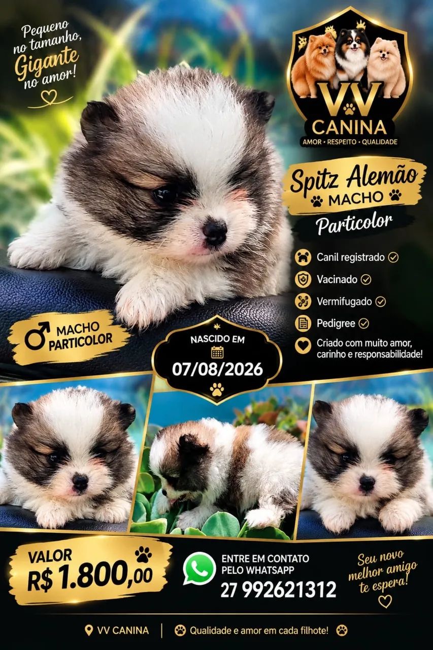 Spitz Alemão 