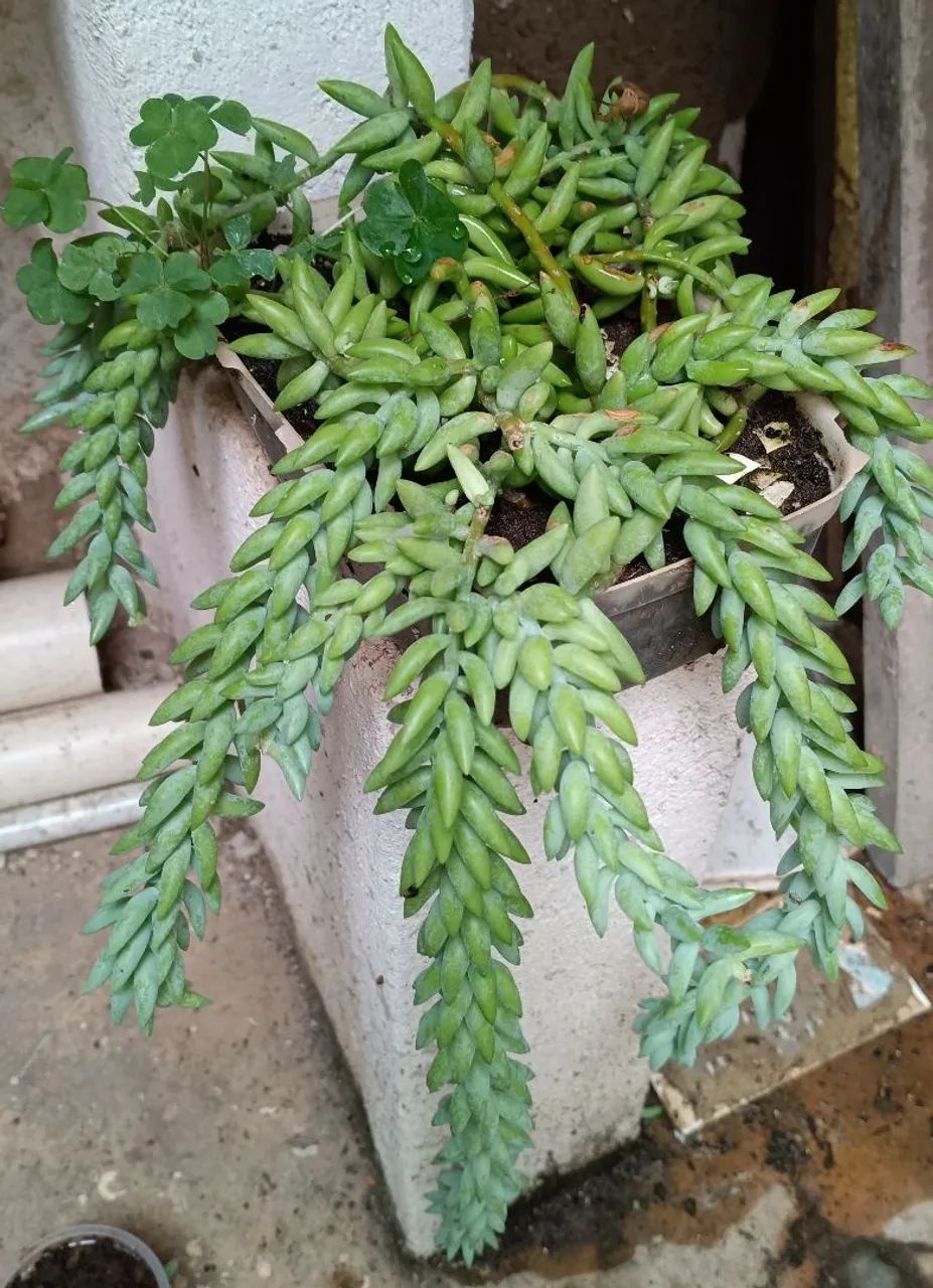 Suculentas 