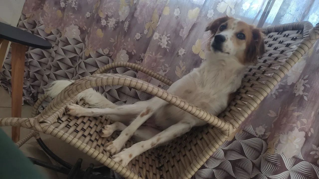 Adoção responsável  - Foto 4
