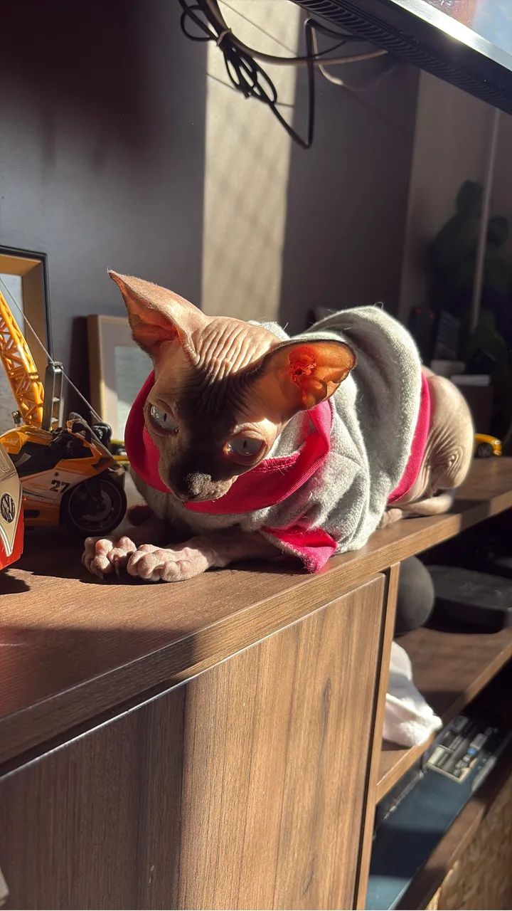 Procura-se macho da raça sphynx - Foto 5