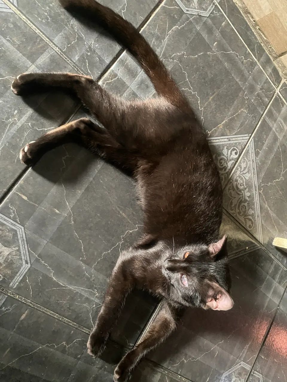 Doação de gato  - Foto 2