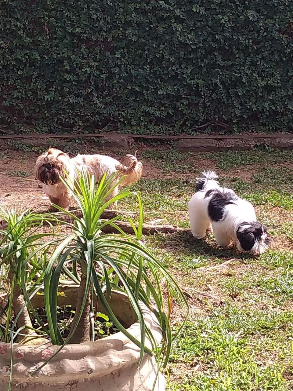 Pet sister - hospedagem de pet
