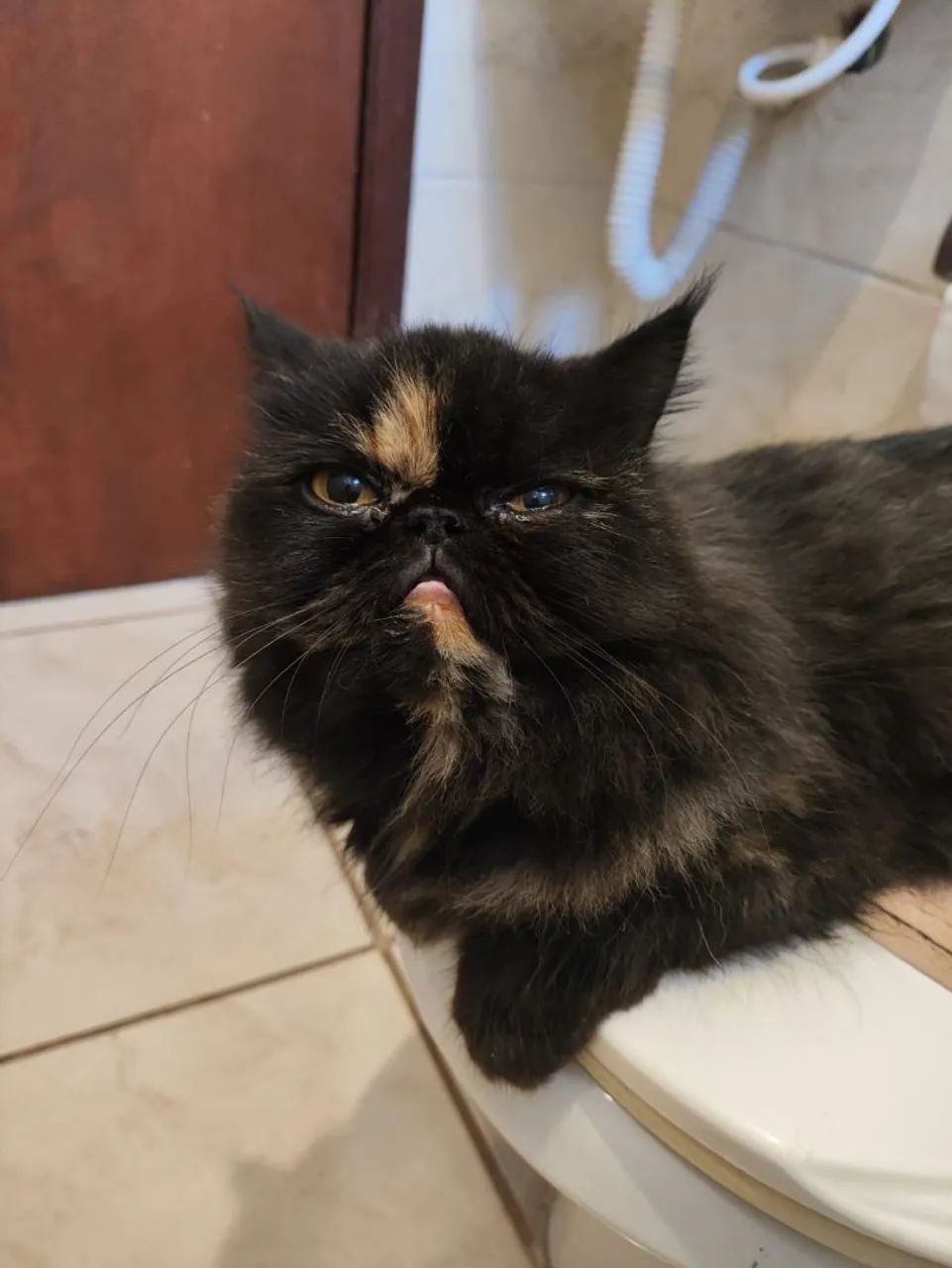 Vendo gata persa castrada
