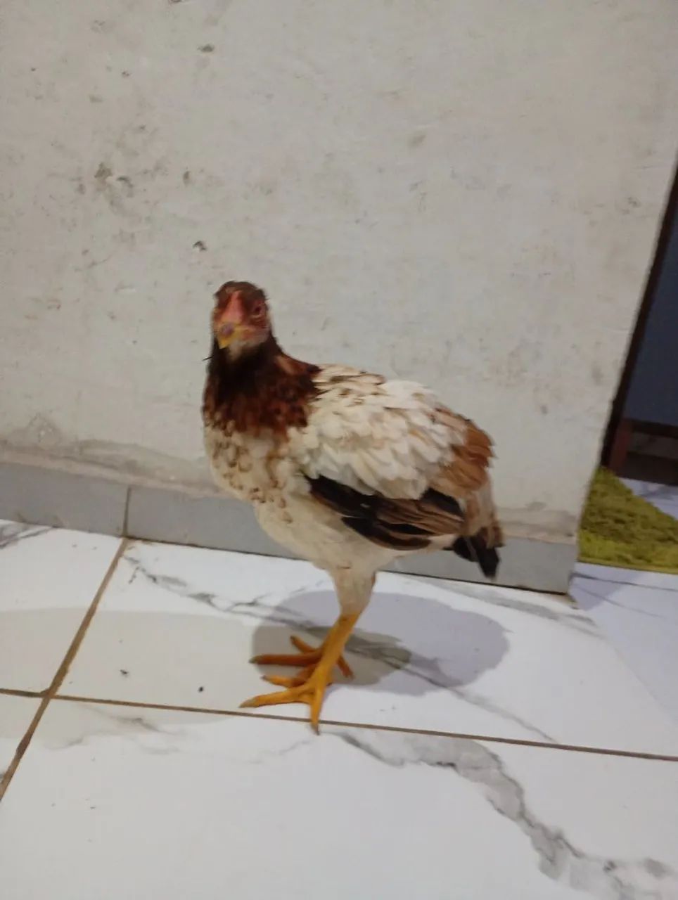 Frango indiano  - Foto 2