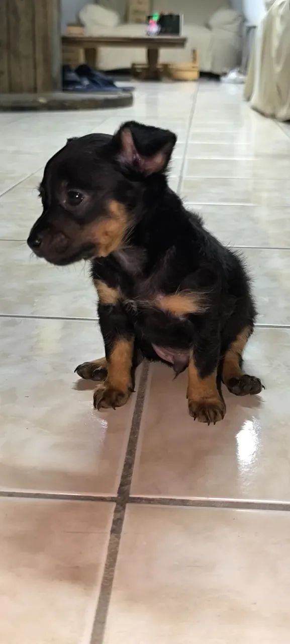Filhote de Pinscher 1  - Foto 2