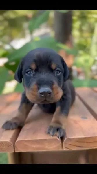 Doberman filhotes 