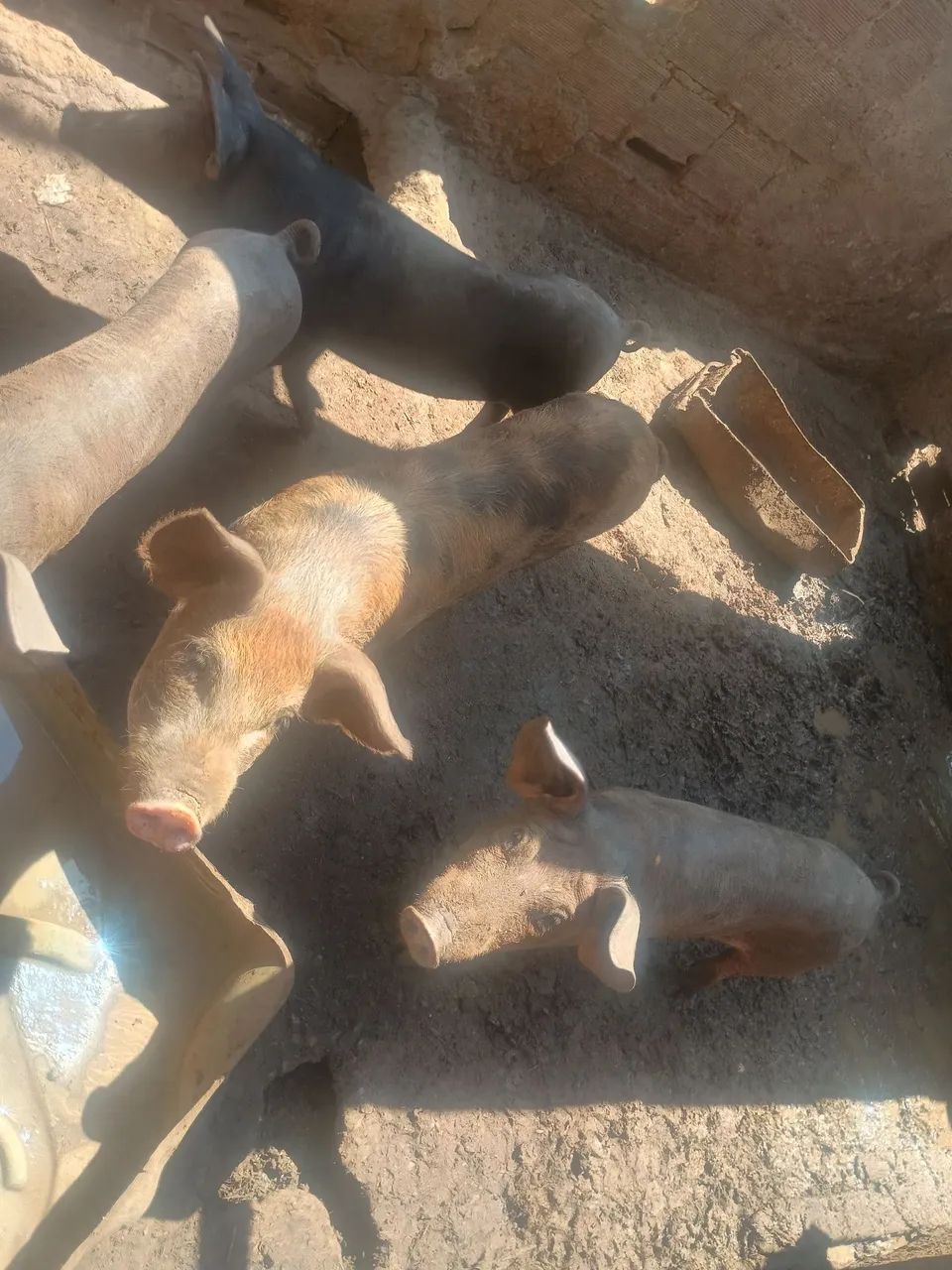 Porcos - Foto 4