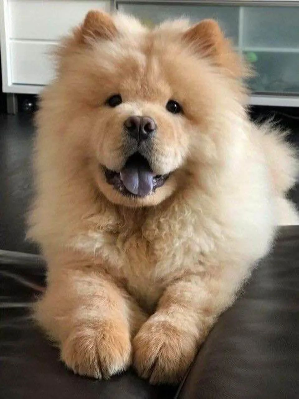 Filhote Chow-chow, Fofura garantida em quatro patinhas!