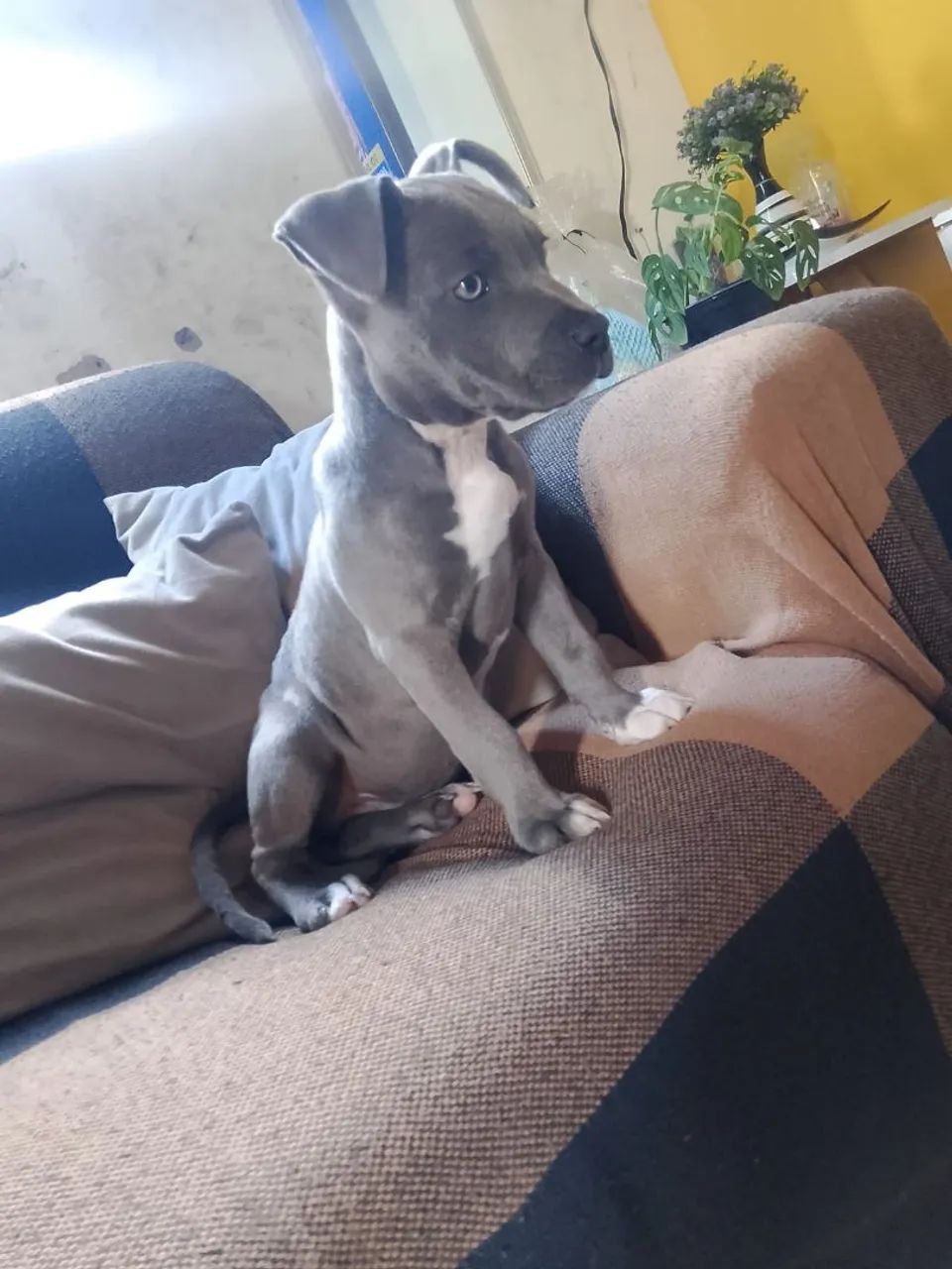 Cachorro - Foto 4
