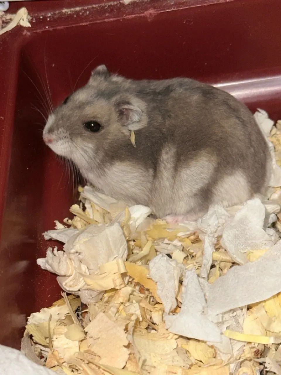 Hamster 