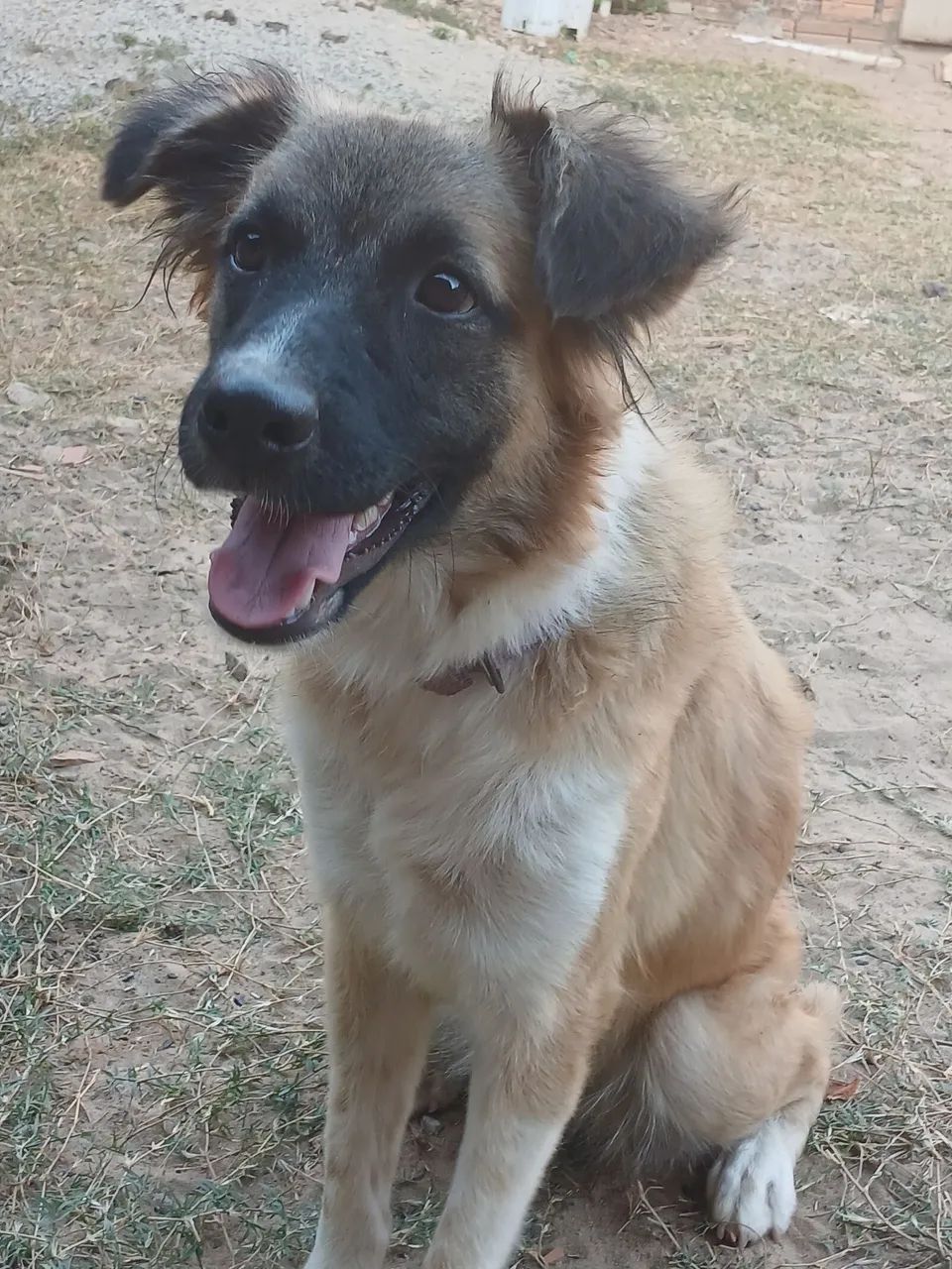 Cadela para doação  - Foto 2
