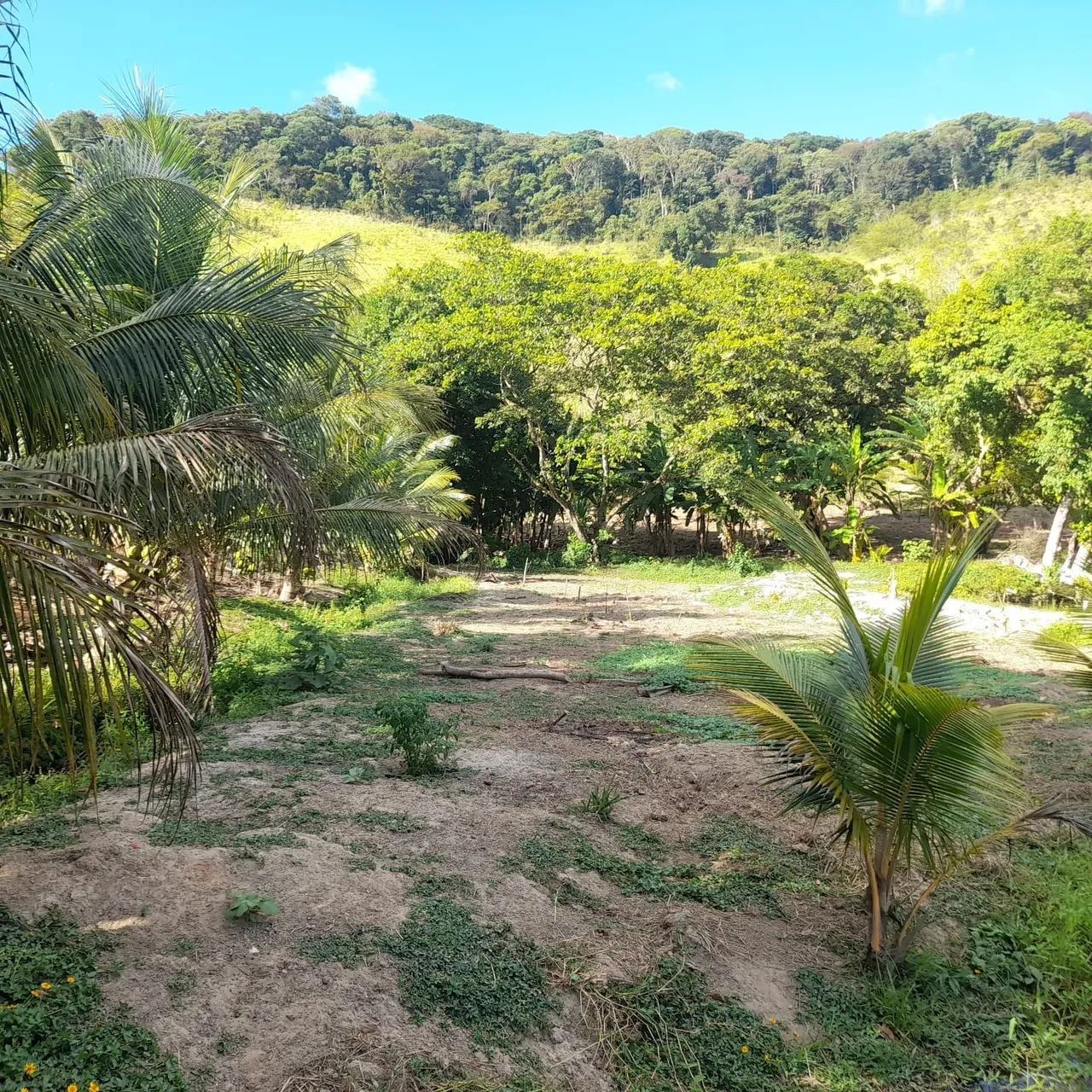 SITIO EM MURICI-AL!! - Foto 2