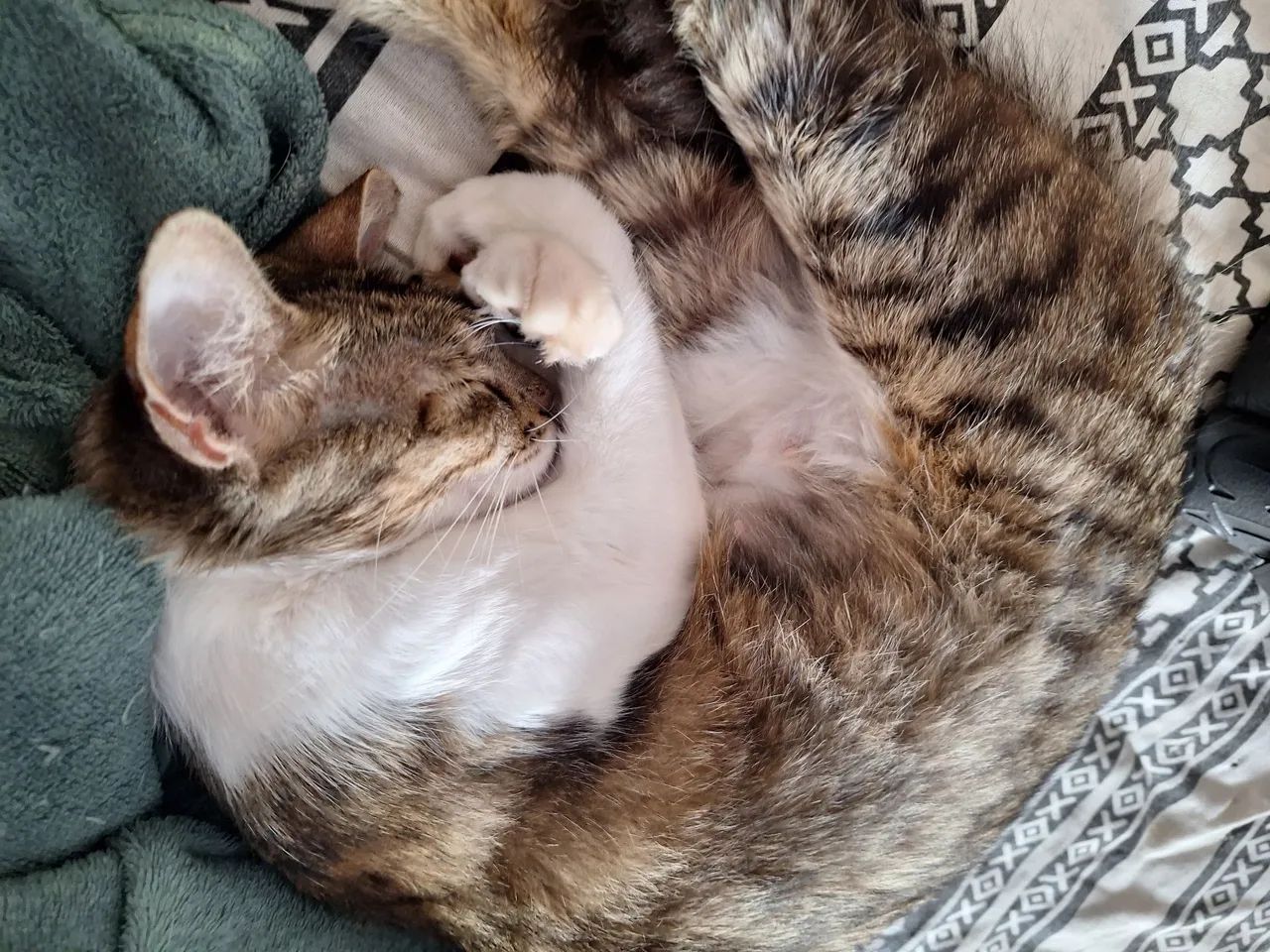 Doação Gatinhos