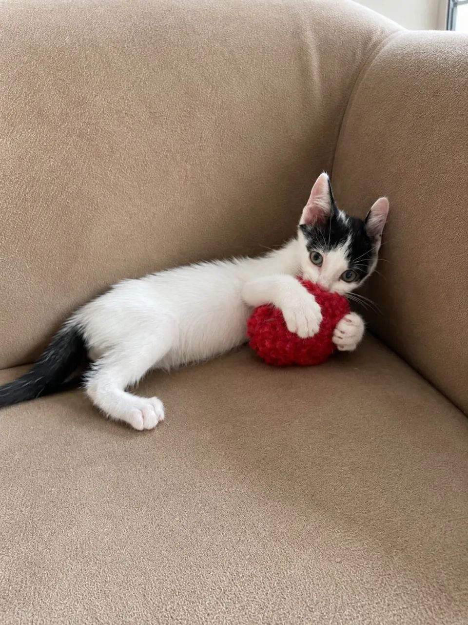 Gatinho adoção, macho - Foto 2