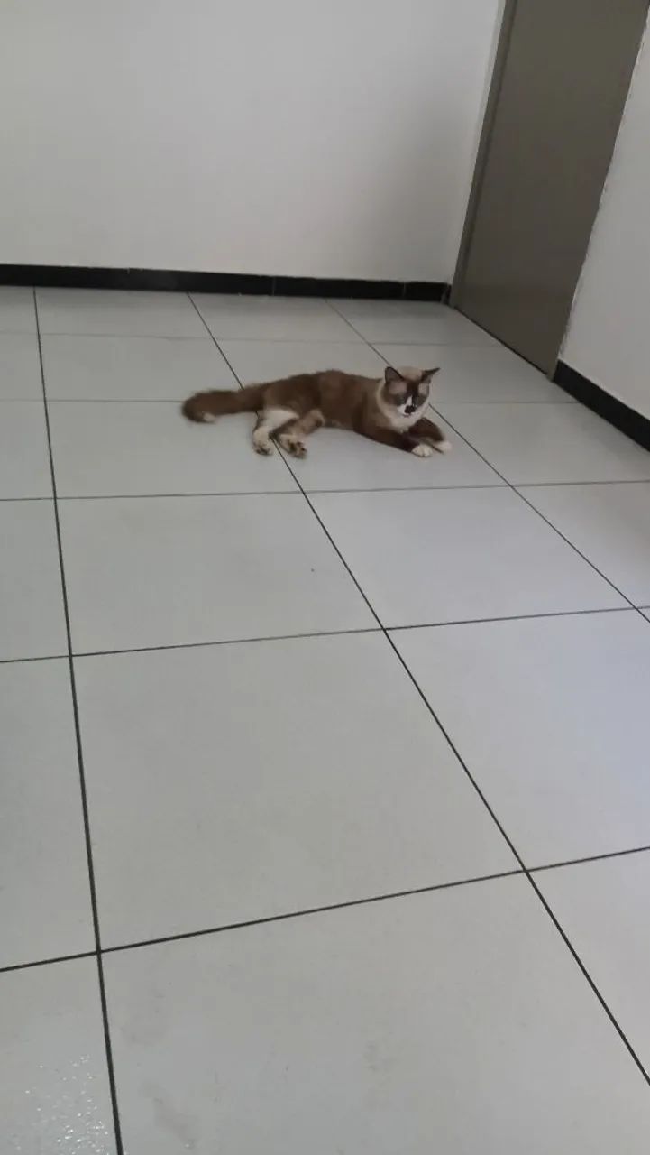 Gato 1 ano  - Foto 2