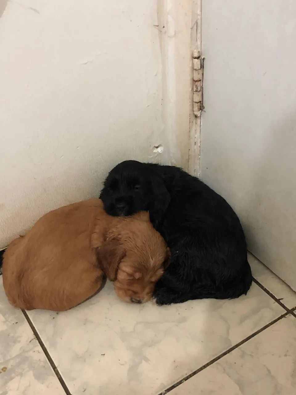 Vendo filhotes de Cocker Spaniel Ingles - Foto 2