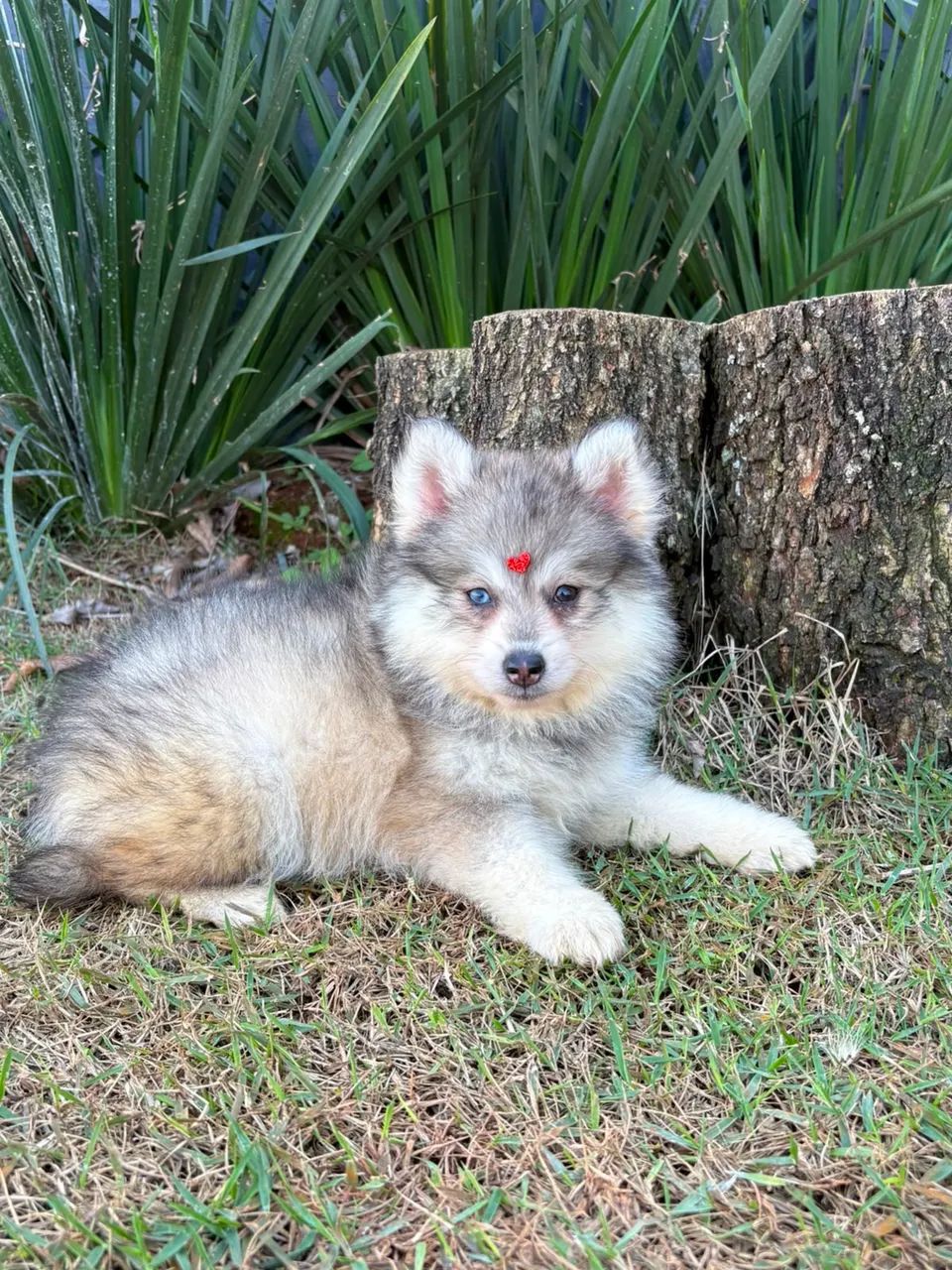 Fêmea Pomsky F3  - Foto 2