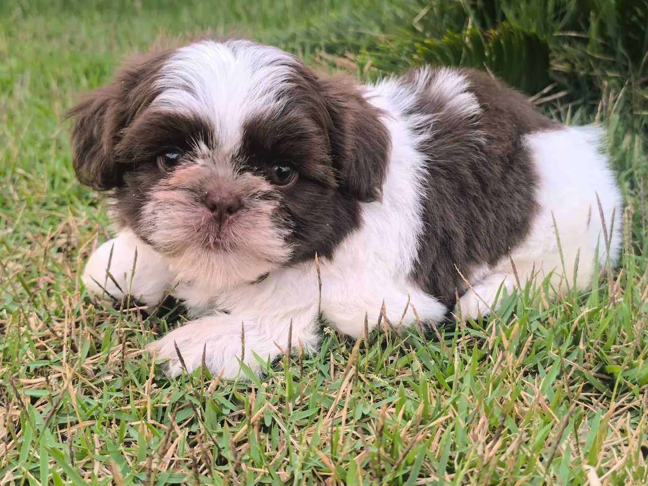 Shih Tzu macho  - Foto 4