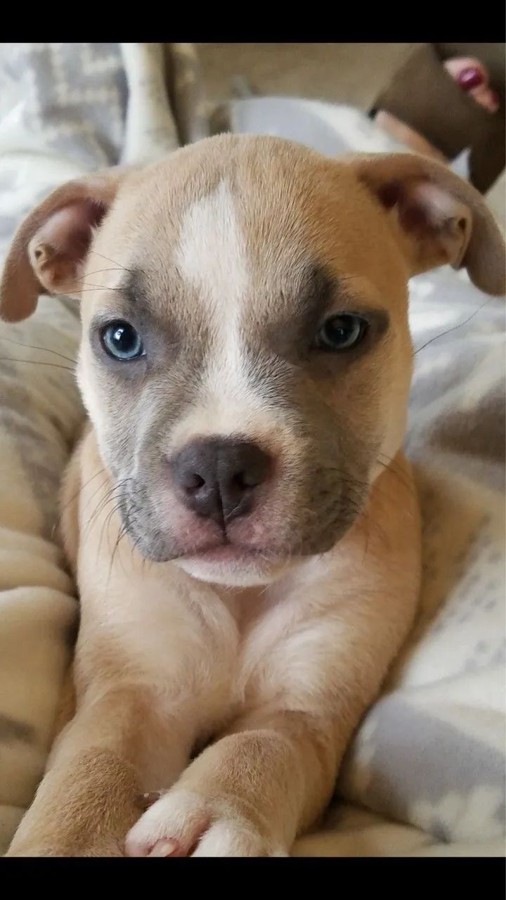 Pitbull - Companhia Que Conforta 