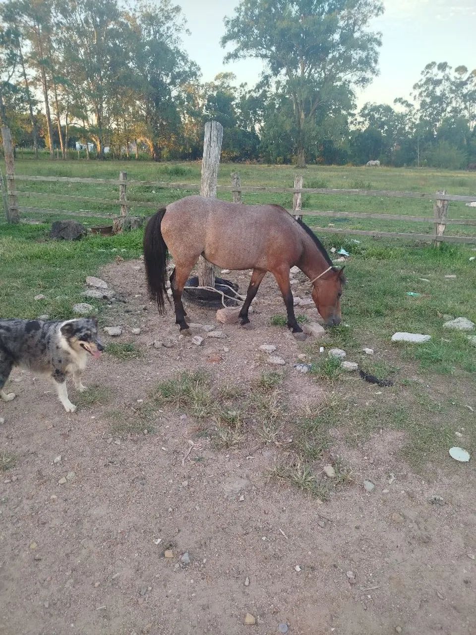 Pônei domada mansa whats * - Foto 3